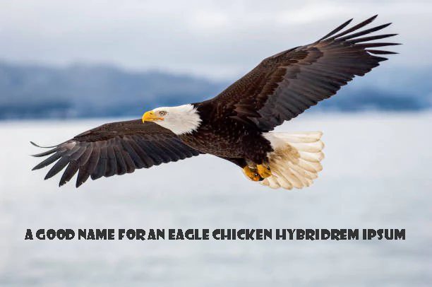 A Good Name for an Eagle Chicken Hybrid